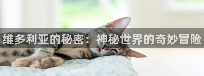 囧次元免费下载
