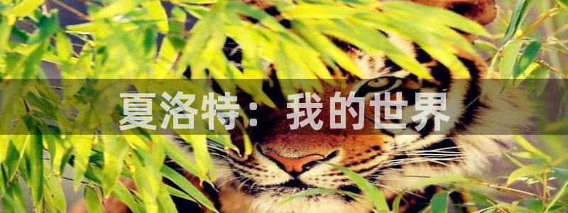 囧次元官网最新下载：夏洛特：我的世界