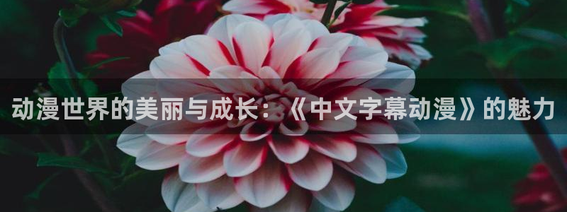 囧次元官方正版app下载